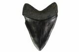 Fossil Megalodon Tooth - South Carolina #130811-1